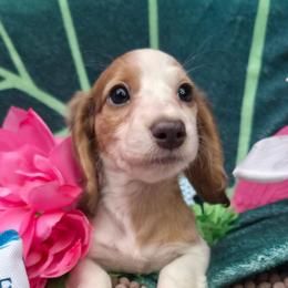 Chamomile - Blue and cream female Dachshund puppy in Pocasset, Massachusetts from Dachs of the Bay