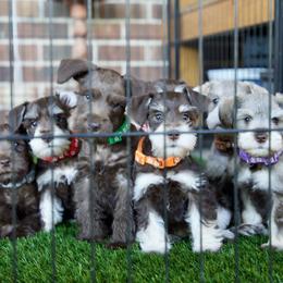 Miniature Schnauzer puppies from Reservoir Dogs