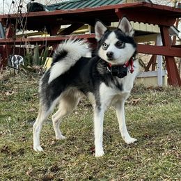 Ziki - Pomsky