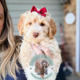 Emily Ashcroft - Fawn and white female Sheepadoodle puppy in Marion, Ohio from Doodles & Doxies