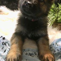 German Shepherd Puppies from Hacker Haus GSDs