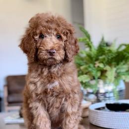 Bo - Red  female Goldendoodle puppy in St George, Utah from Doodle Bears of Southern Utah