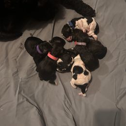 Poodle Puppies from KG Poodle Haus