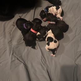Poodle Puppies from KG Poodle Haus
