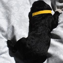 Orange Collar Female - Black and white female Aussiedoodle puppy in Parma, Idaho from Arena Valley Acres