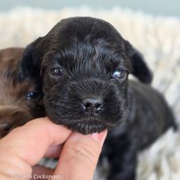 Blackberry - Black female Cockapoo puppy in Perry, Arkansas from Parker's Cockapoos