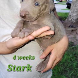 Stark - Gray male Weimaraner puppy in Kingwood, Texas from Desert Rose Weimaraners