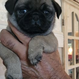 Pug puppies from Rick Barrera Pugs