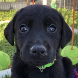 Labrador Retrievers from S&S Kennels LLC