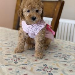 Cavapoo, Goldendoodle, Maltipoo, and Poodle Puppies from Precious Paws Ranch