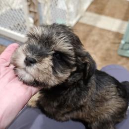 Yellow Collar - Salt and pepper male Miniature Schnauzer puppy in Blountville, Tennessee from Maxwell House Schnauzers