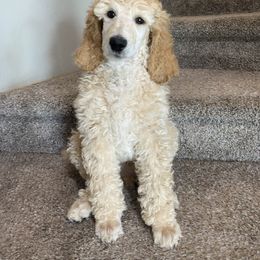 Poodle Puppies from Stylish Standards