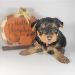Red collar boy - Black and tan male Yorkshire Terrier puppy in Jacksonville, Florida from Yorkieology