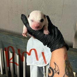 Navarre (RM1) - Red speckled male Australian Cattle Dog puppy in Saint Albans, Maine from Australian Cattle Cuties and littles