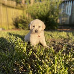 Miss Pink - Light golden Golden Retriever puppy in Conroe, Texas from Golden Keys Kennels