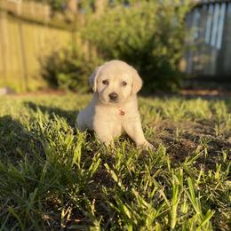 Miss Pink - Light golden Golden Retriever puppy in Conroe, Texas from Golden Keys Kennels