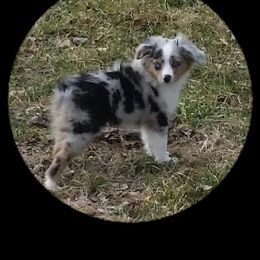 Dillion - Toy Australian Shepherd