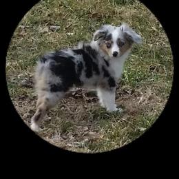 Dillion - Toy Australian Shepherd