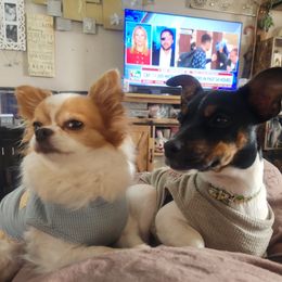 Parson Russell Terrier Puppies from Jumping Jack's Russell Terriers