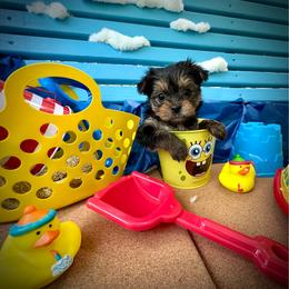 Honey B - Black and tan female Yorkshire Terrier puppy in Killen, Alabama from Yorkie Oodle Doodle