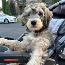Aussiedoodles, Bernedoodles, and Poodles from Color Country Doodles