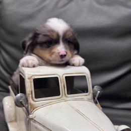 Steel - Blue merle male Toy Australian Shepherd puppy in Stephenville, Texas from Rising JM Pembrokes