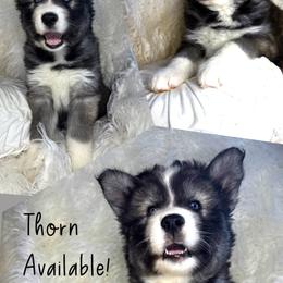 Thorn - Agouti and white male Siberian Husky puppy in Florence, Kentucky from Moonlight Howl Huskies