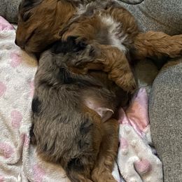 Aussiedoodle and Miniature Australian Shepherd Puppies from Dazy Mayze Mini Aussies and Aussiedoodles