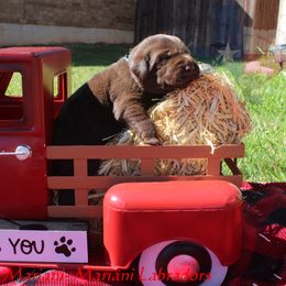 Boy 4 - Chocolate Labrador Retriever puppy in Liberty Hill, Texas from Mariani Labrador Retrievers
