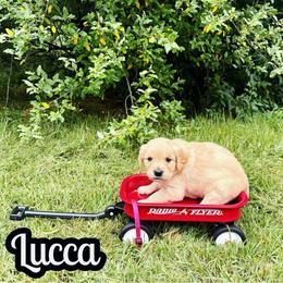 Lucca - Golden female Golden Retriever puppy in Salem, Virginia from Virginia Goldens