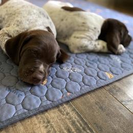German Shorthaired Pointer Puppies from Thunder Mountain Gun Dogs