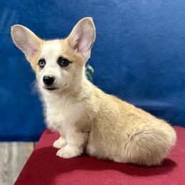 Lincoln - White and red male Pembroke Welsh Corgi puppy in Saint Ignatius, Montana from Rustic Barn Kennels