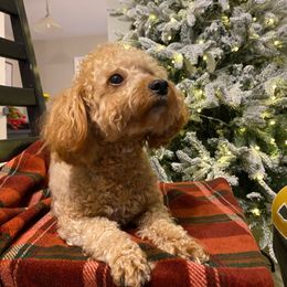 Lulu - Poodle