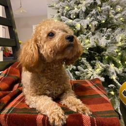 Lulu - Poodle