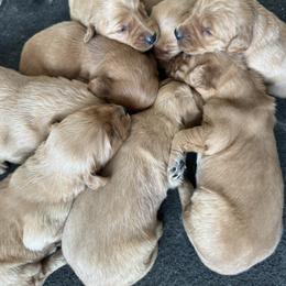 Lava Girl 1 - Dark golden female Golden Retriever puppy in Fort Morgan, Colorado from Golden Girls Kennels, LLC