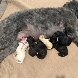Blue Collar - Black male Goldendoodle puppy in Portland, Tennessee from Happy_Tails_by_TJ