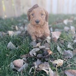 Mable-Brown - Apricot female Goldendoodle puppy in Casper, Wyoming from 307 Doodles