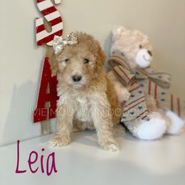 Goldendoodle Puppies from Ivie Mountain Doodles