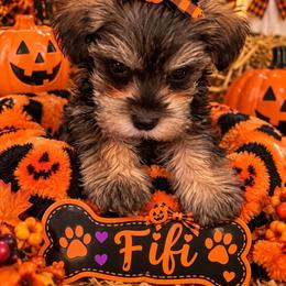 Fifi - Black and white female Companion Cross puppy in Carriere, Mississippi from Sassy Schnauzers