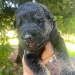 Sombrero - Bi-color male German Shepherd puppy in Oakland, Oregon from VHM German Shepherds