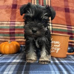 Evelyn - Black and silver female Miniature Schnauzer puppy in Hedgesville, West Virginia from Clay Hill Kennels