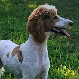 Brandy - Poodle