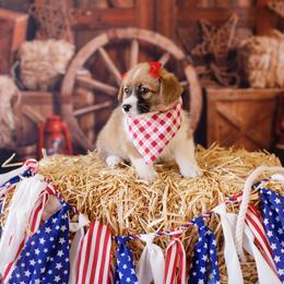 Pembroke Welsh Corgi Puppies from Big Sky Corgis