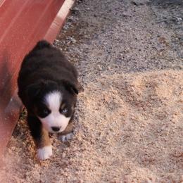 Chilli - Black tri-color female Australian Shepherd puppy in Sonoita, Arizona from Gardner Canyon Kennels