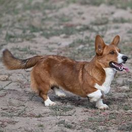 Jasper - Sable and white male Cardigan Welsh Corgi puppy in Myton, Utah from Cardigan Corgi Cuties 💓