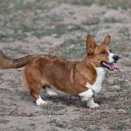 Jasper - Sable and white male Cardigan Welsh Corgi puppy in Myton, Utah from Cardigan Corgi Cuties 💓