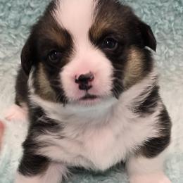 ARLO - Black and tan male Pembroke Welsh Corgi puppy in Walker, Iowa from Double K Corgis