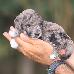 (Black Collar)  Glacier - Merle male Goldendoodle puppy in Granite Falls, North Carolina from Carolina Goldendoodles