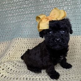 Itsy Bitsy girl 2 - Sable female Poodle puppy in Berea, Kentucky from Blair’s Furry Friends