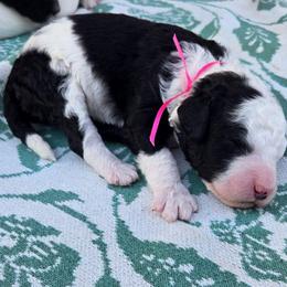 Oreo - Black and white female Sheepadoodle puppy in Ashton, Idaho from Kerr Kanine Ranch
